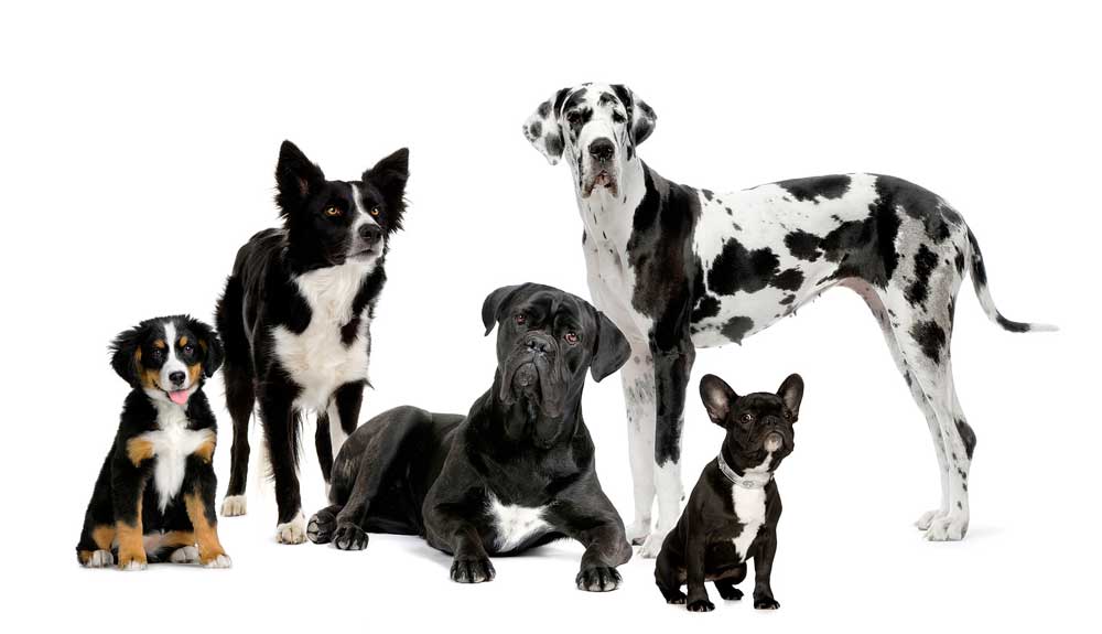 great dane puppies inland empire