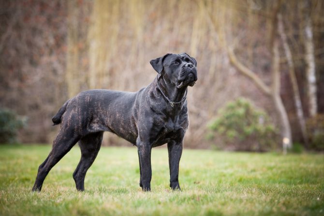 great dane puppies inland empire